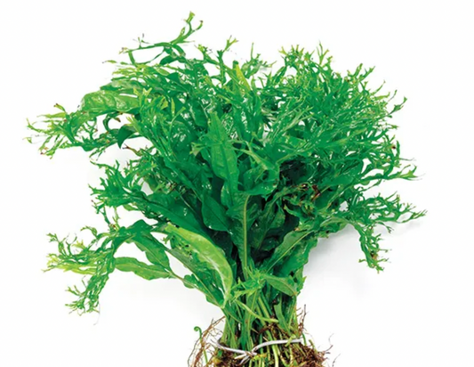 Live Plant Crested Java Fern Small