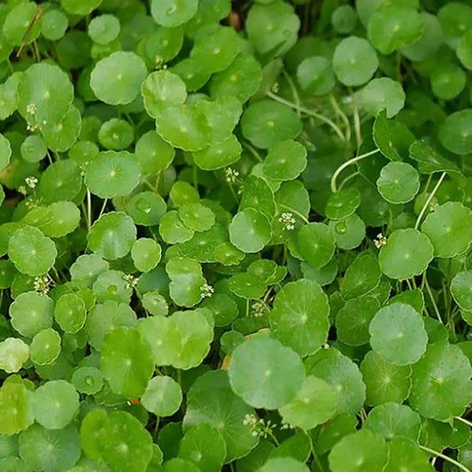 Live plant Hydrocotyle verticillata ‘Shield Pennywort’ Tissue Culture