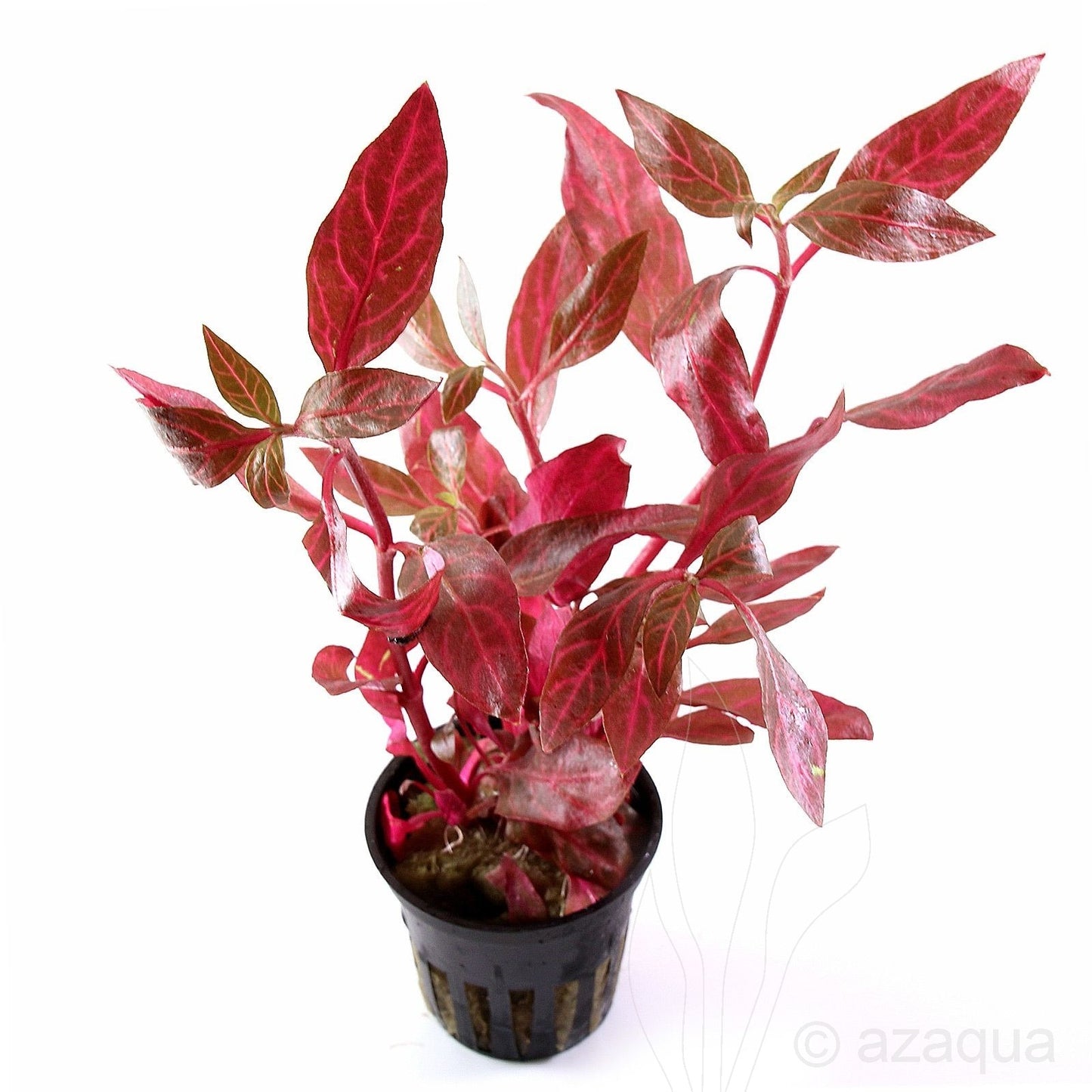 Live Plant Alternanthera Rosanervig 5cm pot