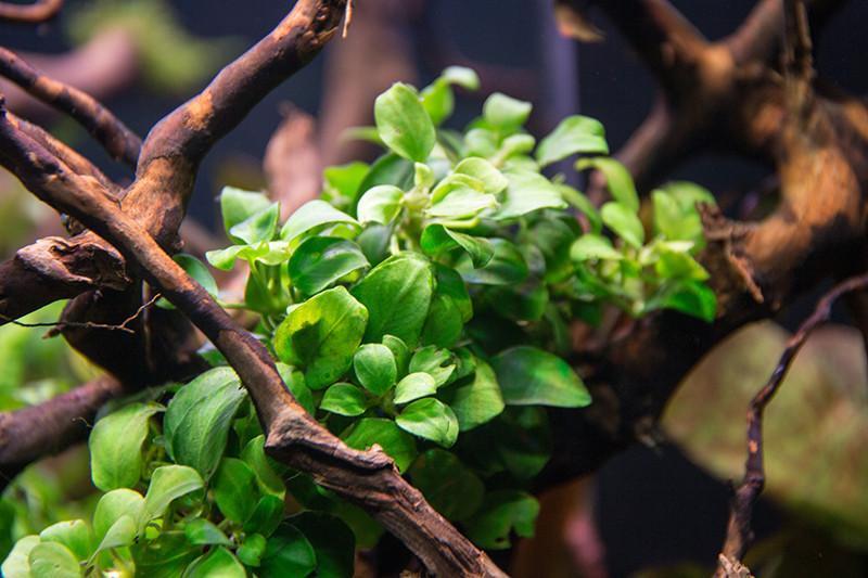 Live Plant Anubias Nana Petite Tissue Culture 'TRIPLE'