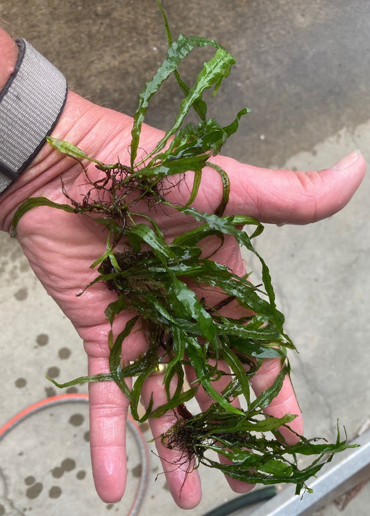 Live narrow-leaf Java fern per handful