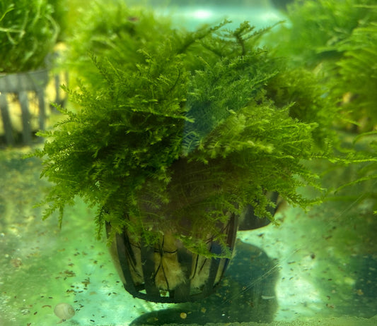 Christmas Moss pot