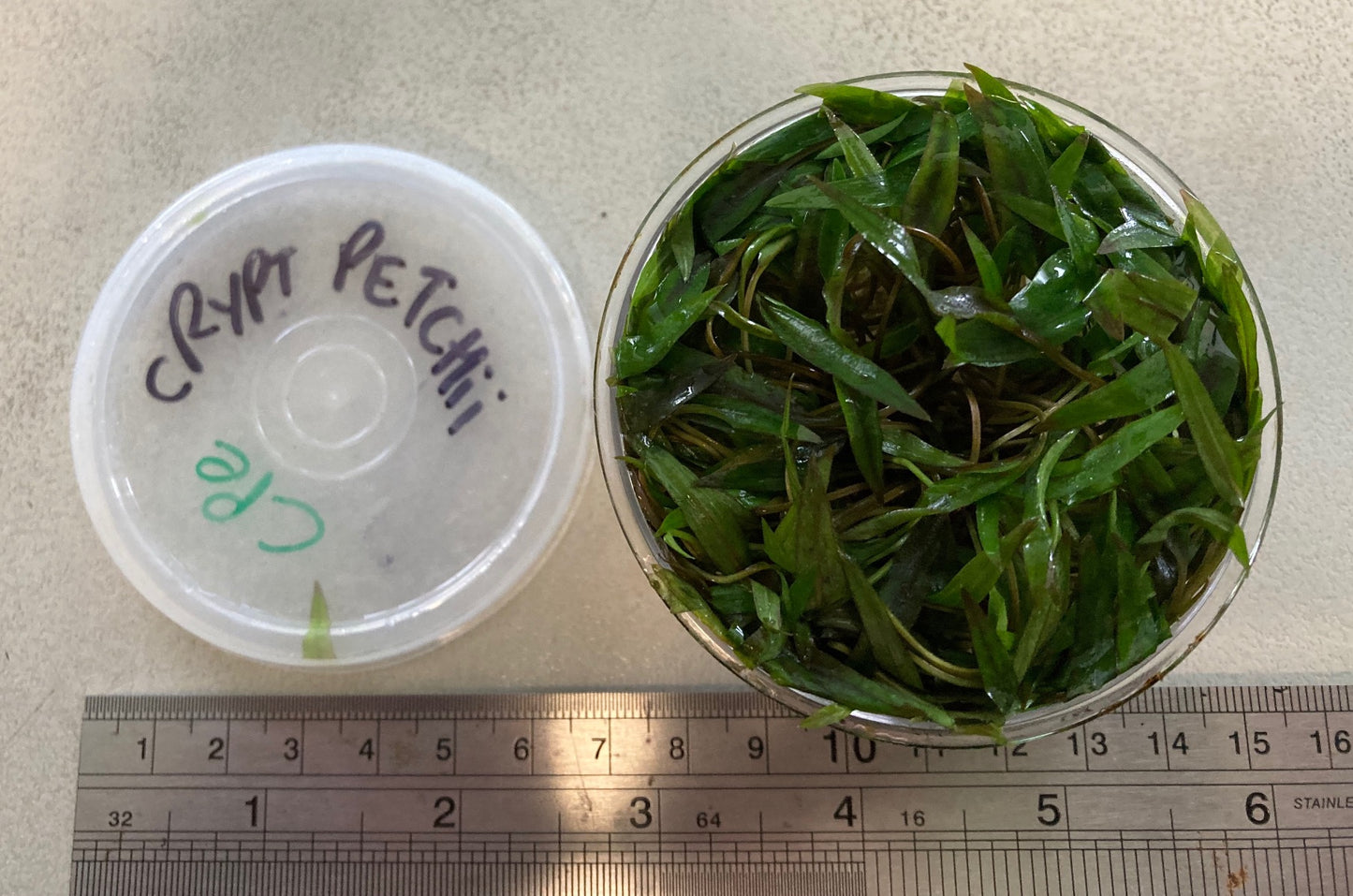 Live plant Cryptocoryne petchii tissue culture pot