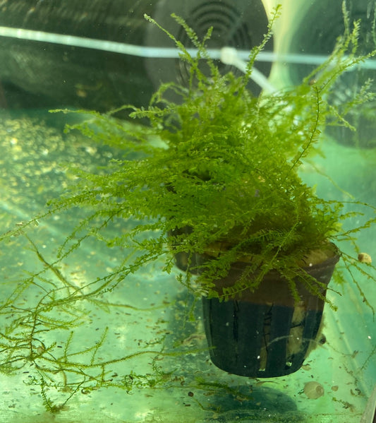 Queen Moss pot