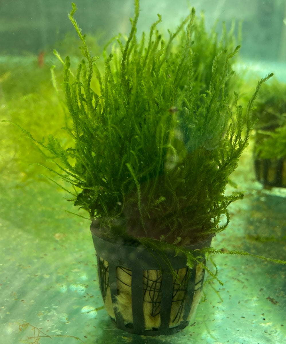 Flame Moss Pot