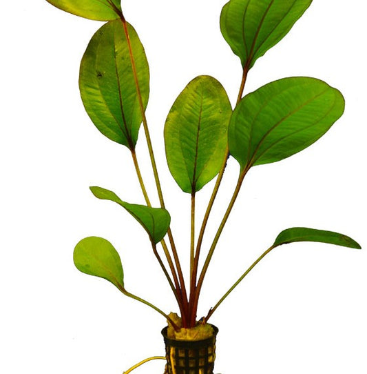 Live Plant Echinodorus 'Devils Eye' 5cm pot