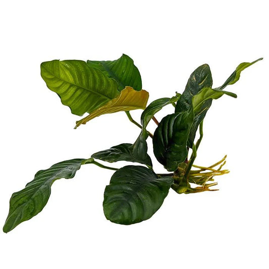 Live Plant Anubias Coffeefolia