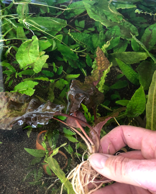 Live Plant Cryptocoryne wendtii 'Red'