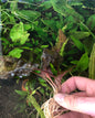 Live Plant Cryptocoryne Wendtii 'Red' Small