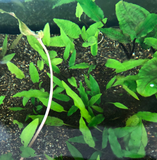 Live Plant Assorted Cryptocoryne Small