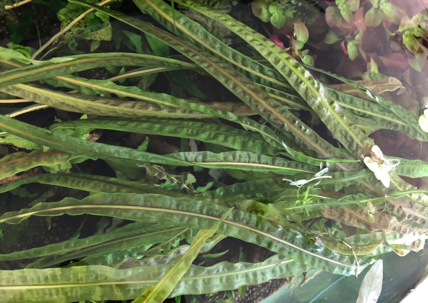 Live Plant Cryptocoryne Balansae Large