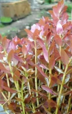 Live Plant Rotala Rotundifolia 'Colorata' Bunch