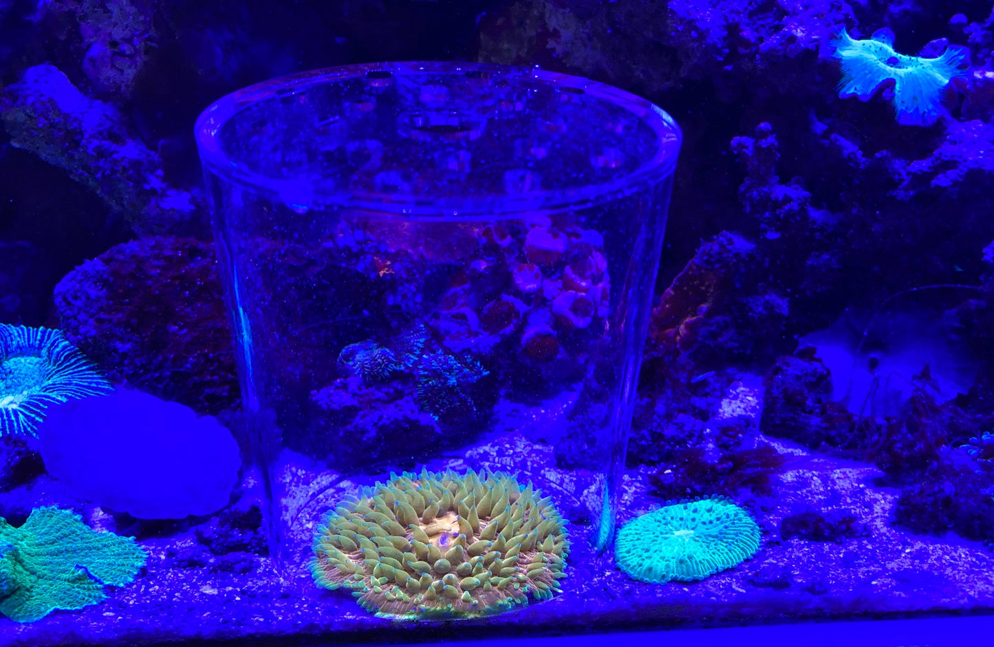 Coral Protective Cover