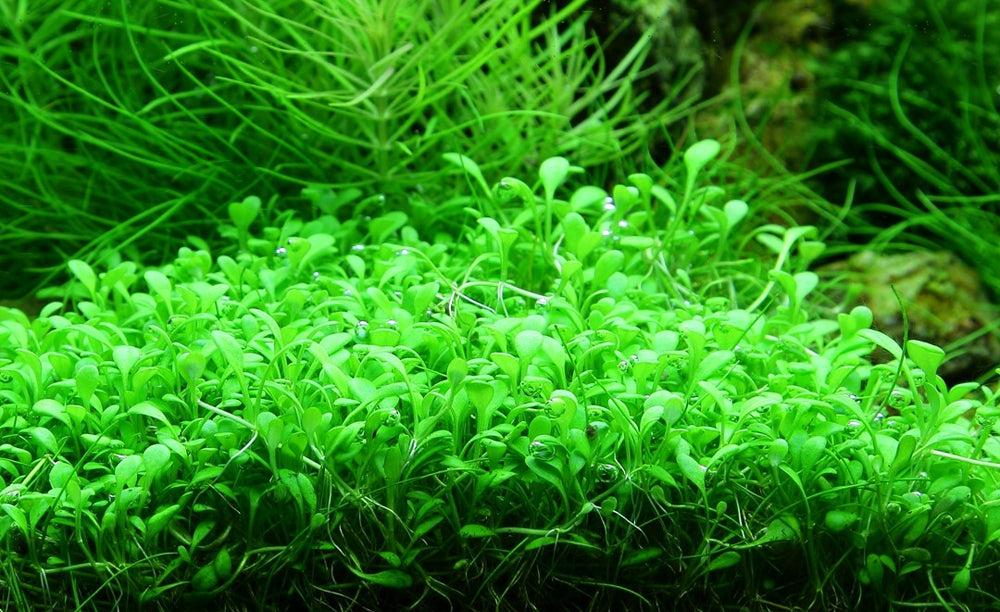 Live Plant Glossostigma Elatinoides Tissue Culture Pot