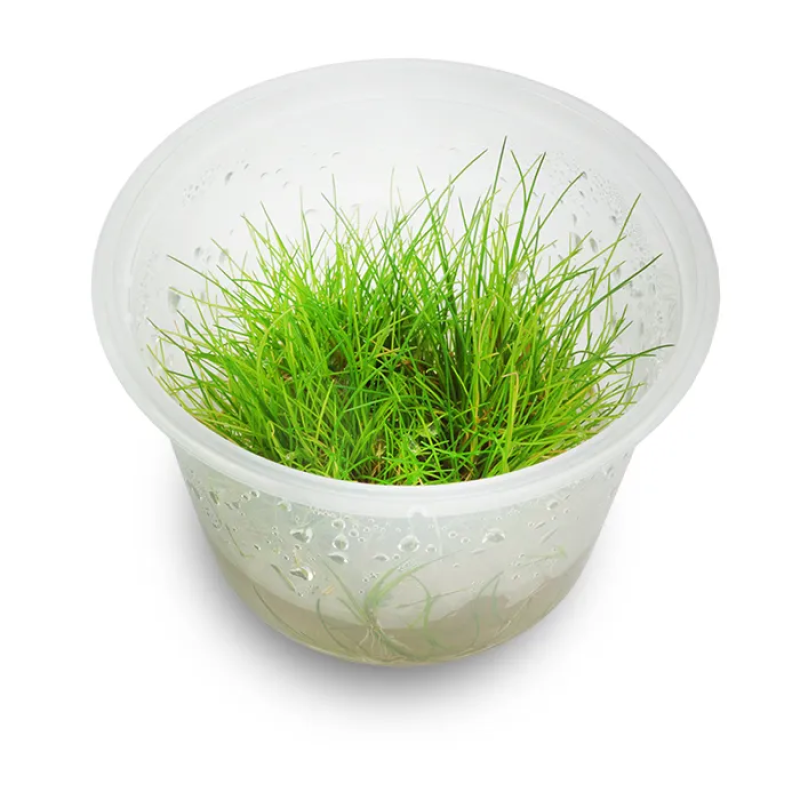 Live Plant Eleocharis Acicularis ‘Dwarf Hair Grass’  Tissue Culture Pot