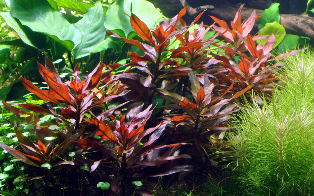 Live Plant Ludwigia Glandulosa Tissue Culture Pot