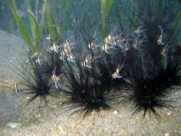 Banggai Cardinal 5cm