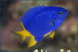 Parasema Damselfish 3.5cm