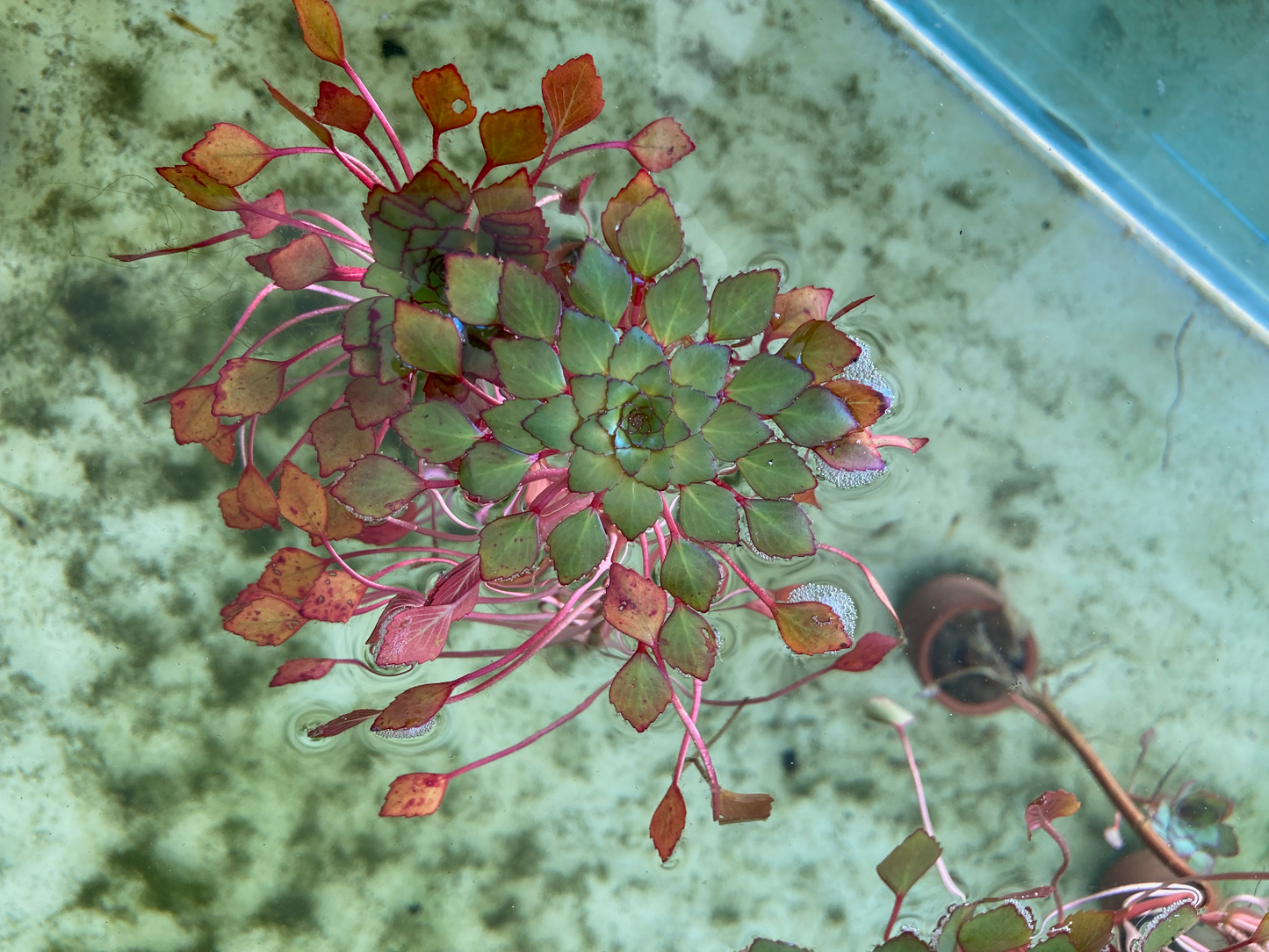 Live Plant Ludwigia sedioides