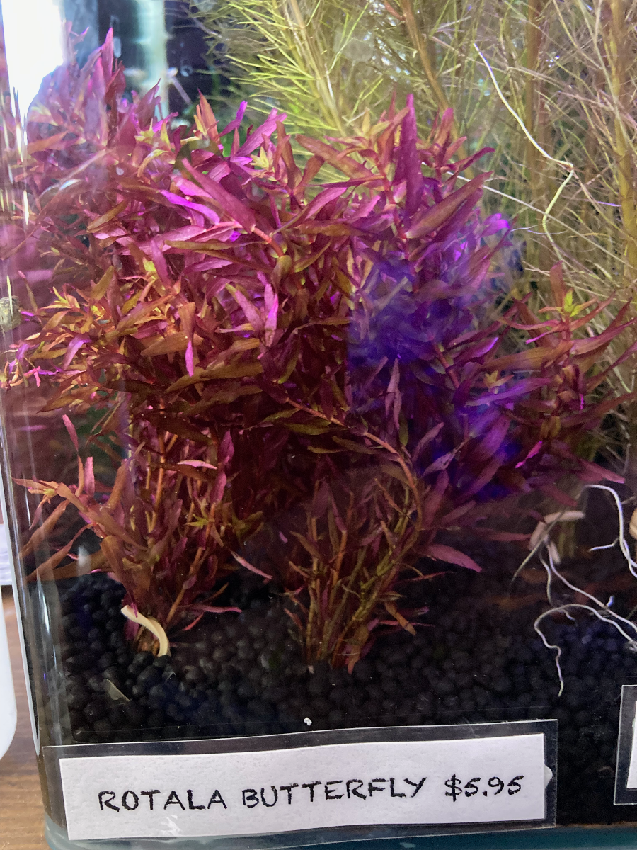 Live plant Rotala 'Butterfly'