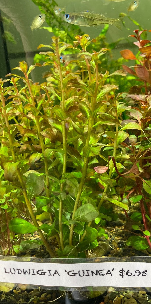 Live Plant 'Mermaid weed' (Prosperpinaca paulustris)