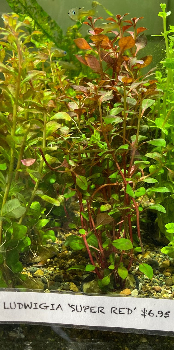 Live Plant Ludwigia 'Super Red'