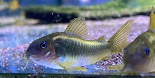 Corydoras Gold Laser 4cm