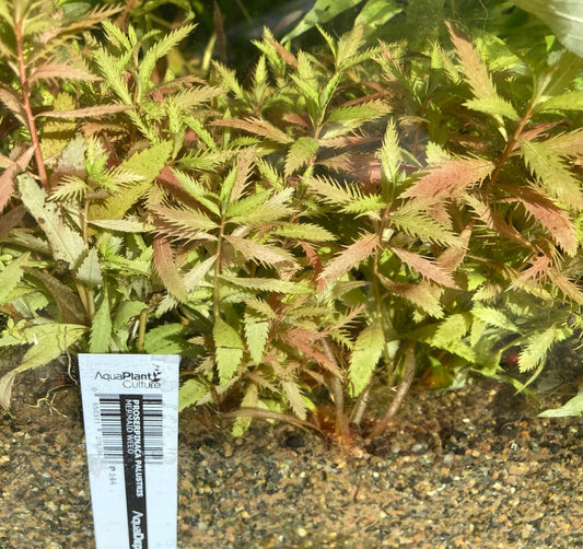 Live Plant 'Mermaid weed' (Prosperpinaca paulustris)