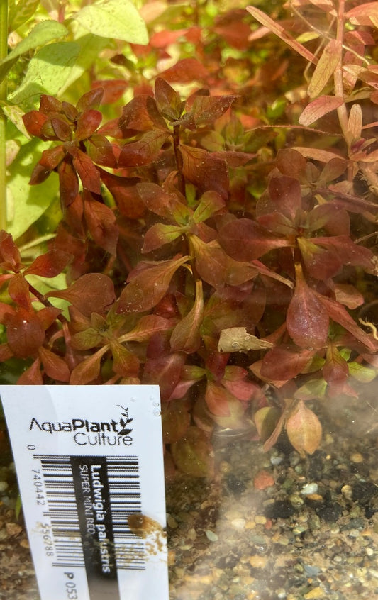 Live Plant Ludwigia 'Super Red'