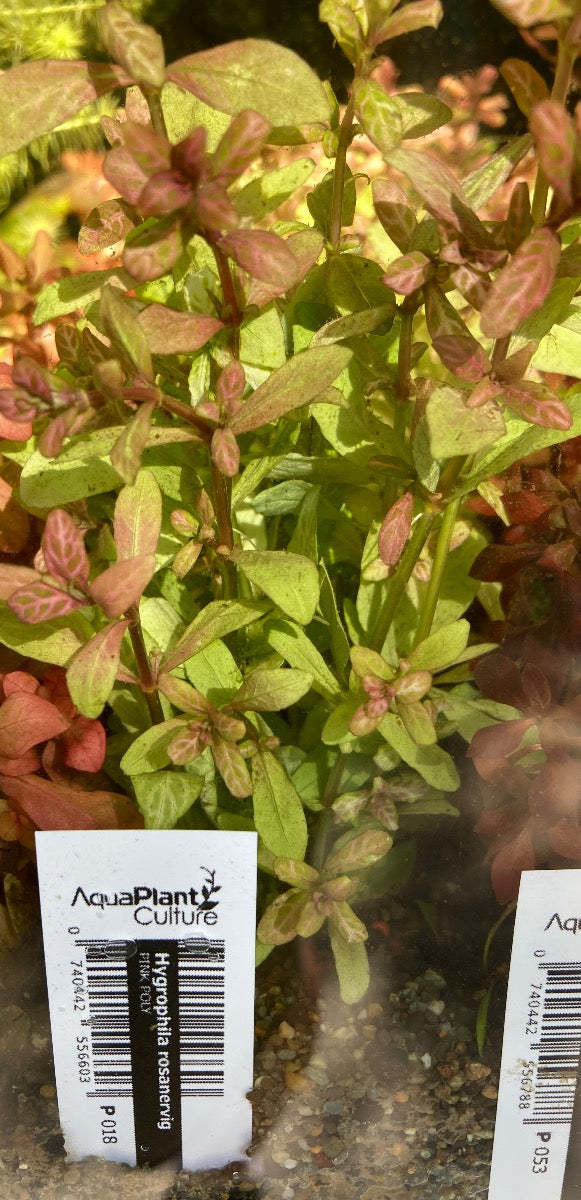 Live Plant Hygrophila Rosanervig 'Pink Poly'