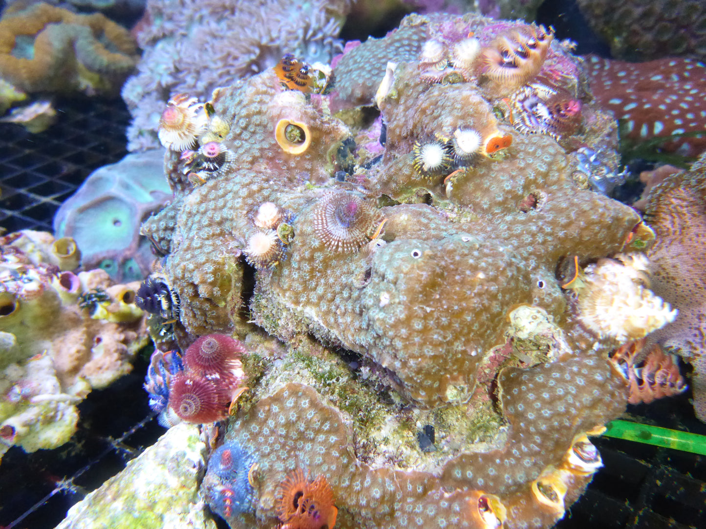 Christmas tree worm rock large