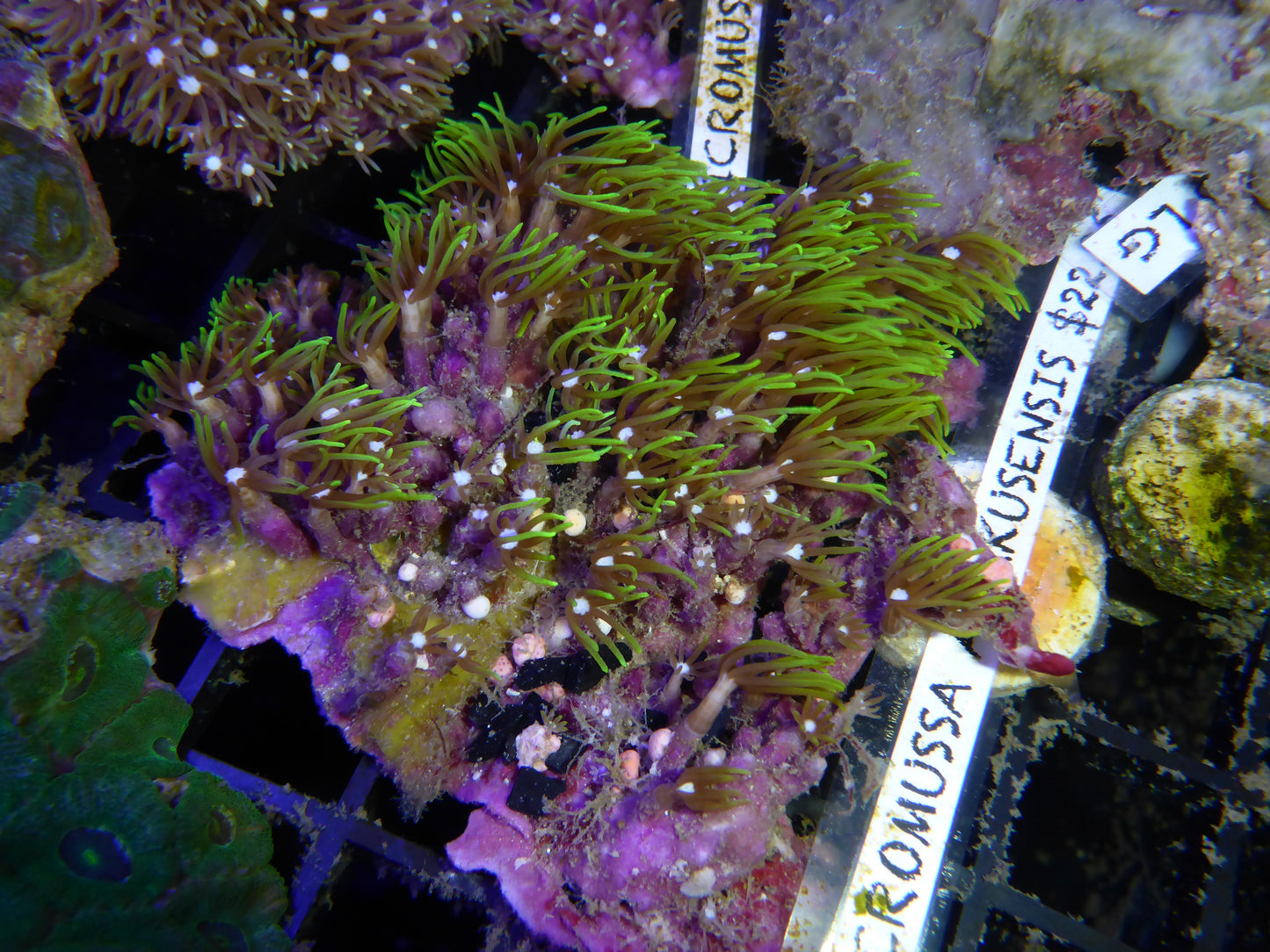 Star Polyps (Briareum)