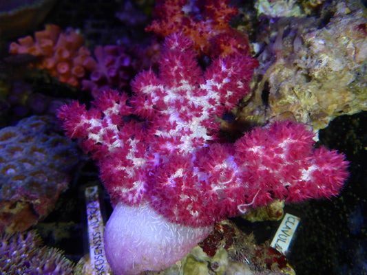 Assorted Dendronephthya coral