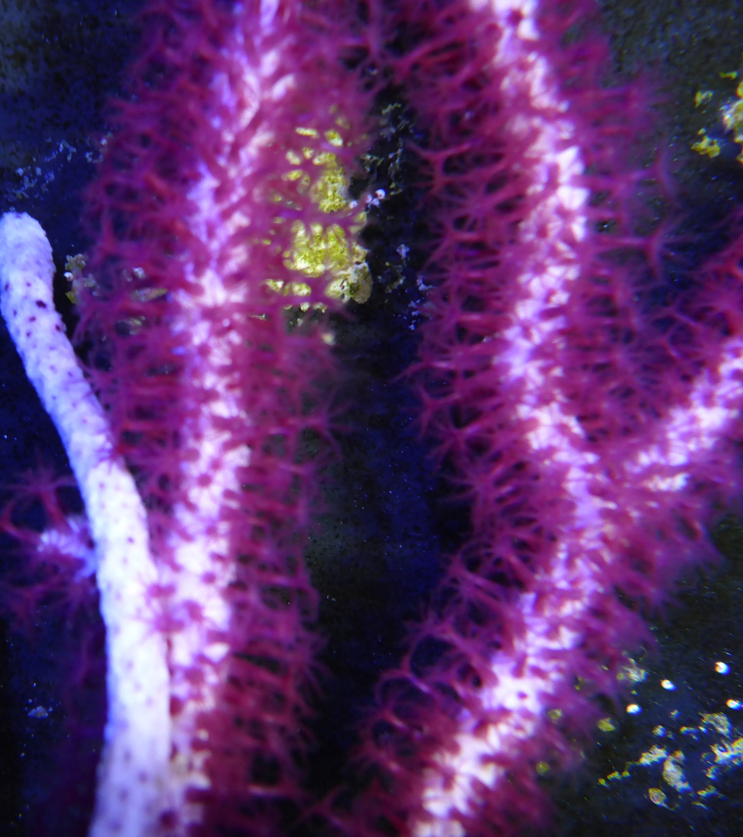 Purple Gorgonian small