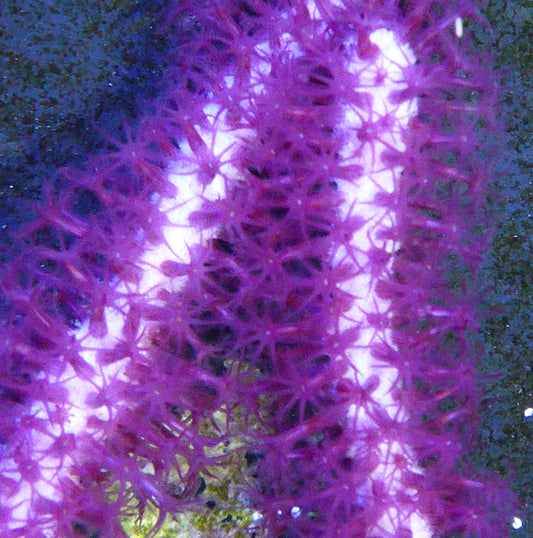 Purple Gorgonian small