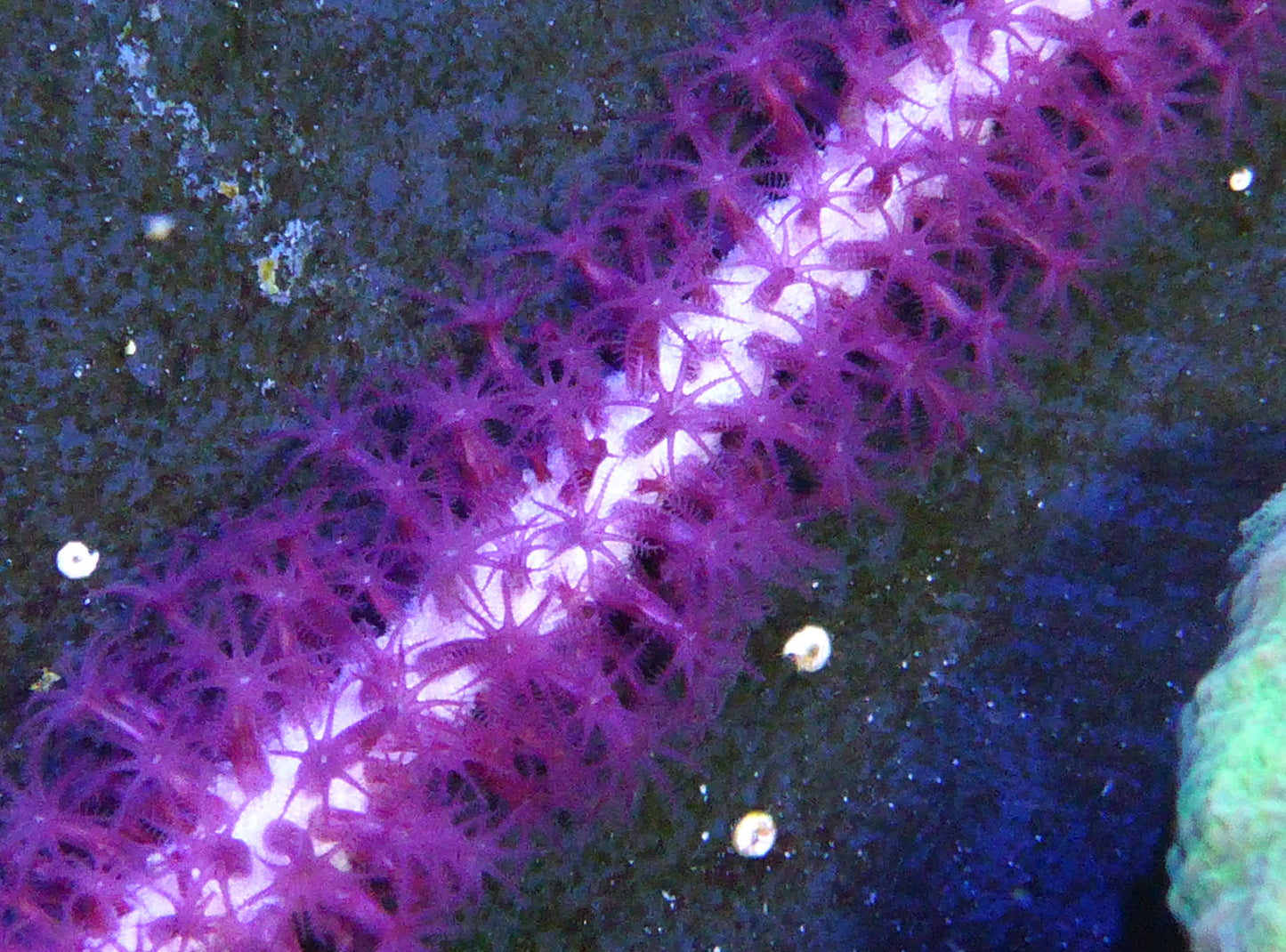 Purple Gorgonian small