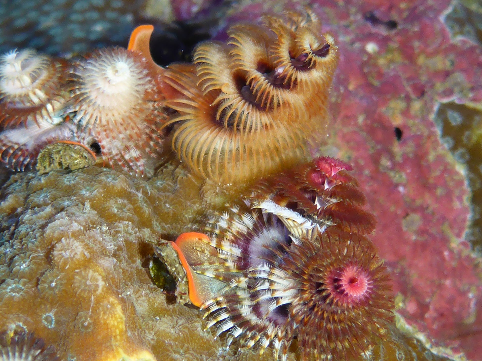 Christmas tree worm rock small Guppys Aquarium Products