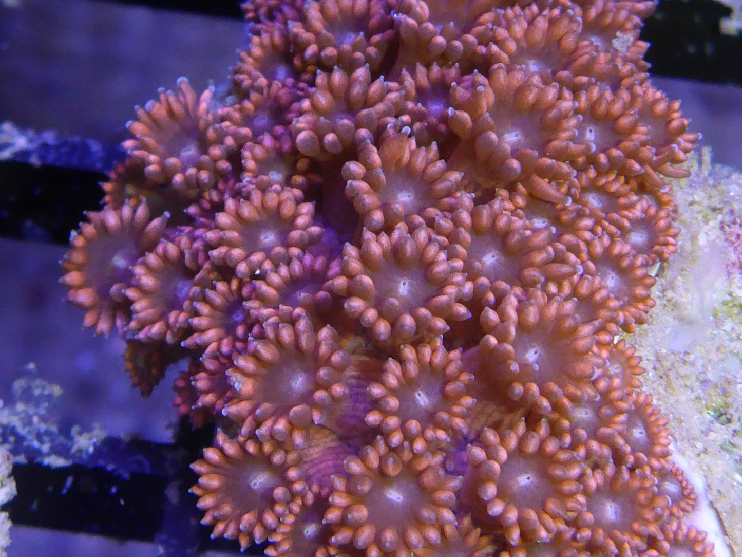 Goniopora coral pink/red