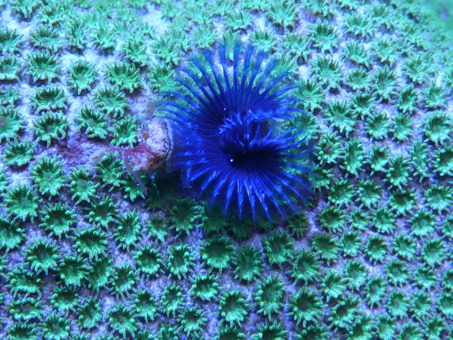 Christmas tree worm rock large