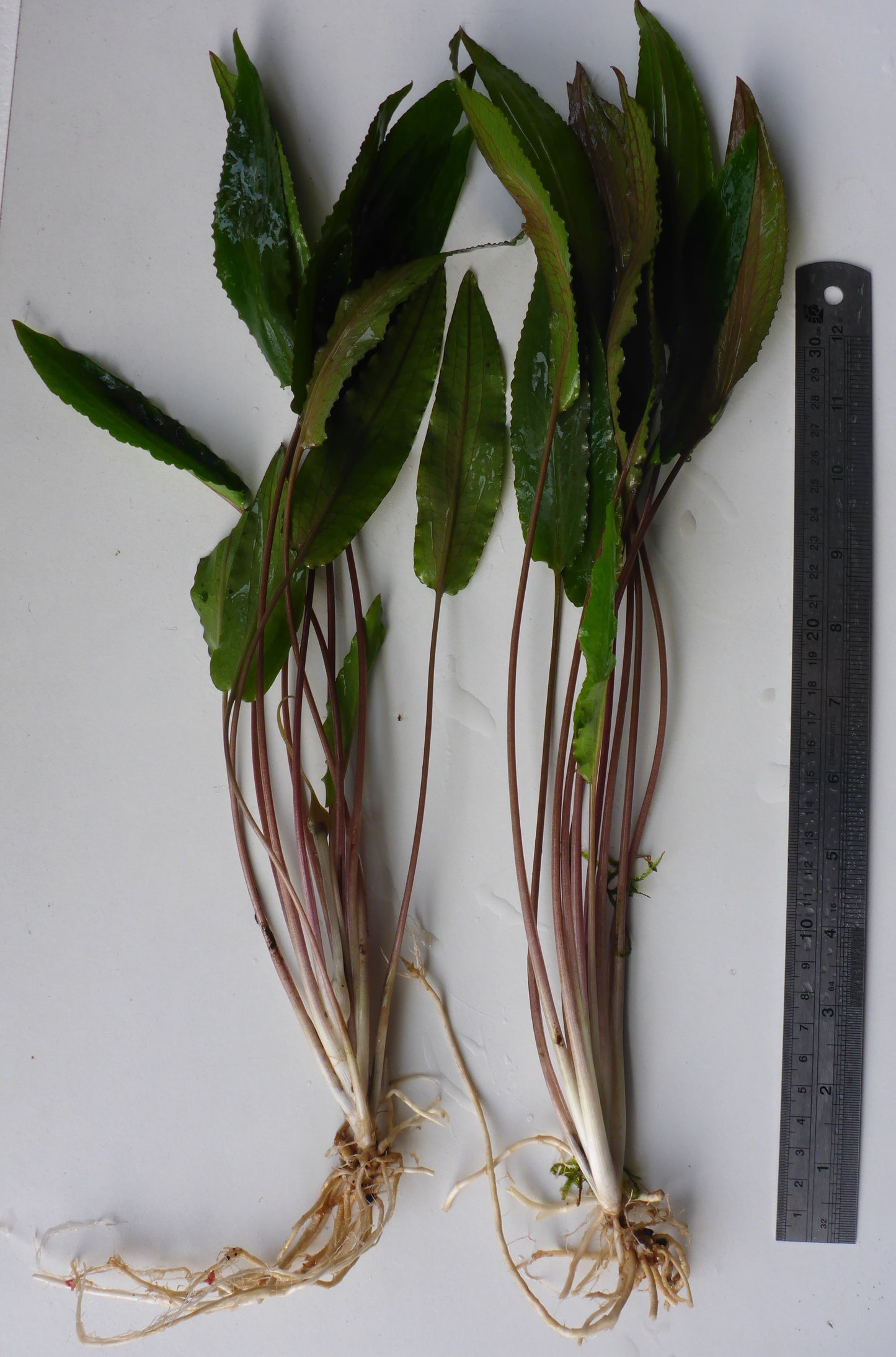 Live Plant Assorted Cryptocoryne Large