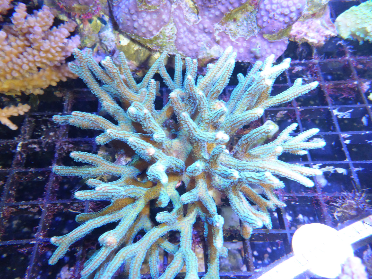 Green Seriatopora coral (Bird's nest)