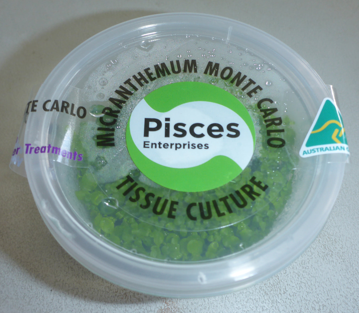 Live plant Micranthemum umbrosum 'Monte Carlo' tissue culture pot