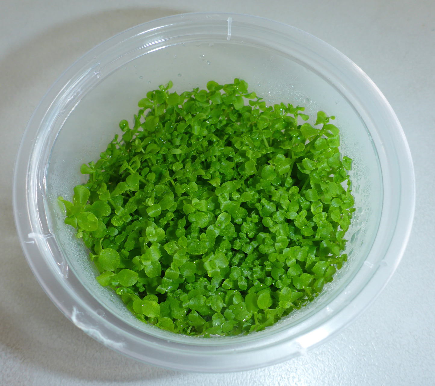 Live plant Micranthemum umbrosum 'Monte Carlo' tissue culture pot