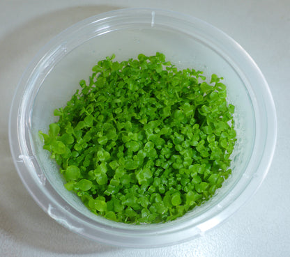 Live Plant Micranthemum Umbrosum 'Monte Carlo' Tissue Culture Pot