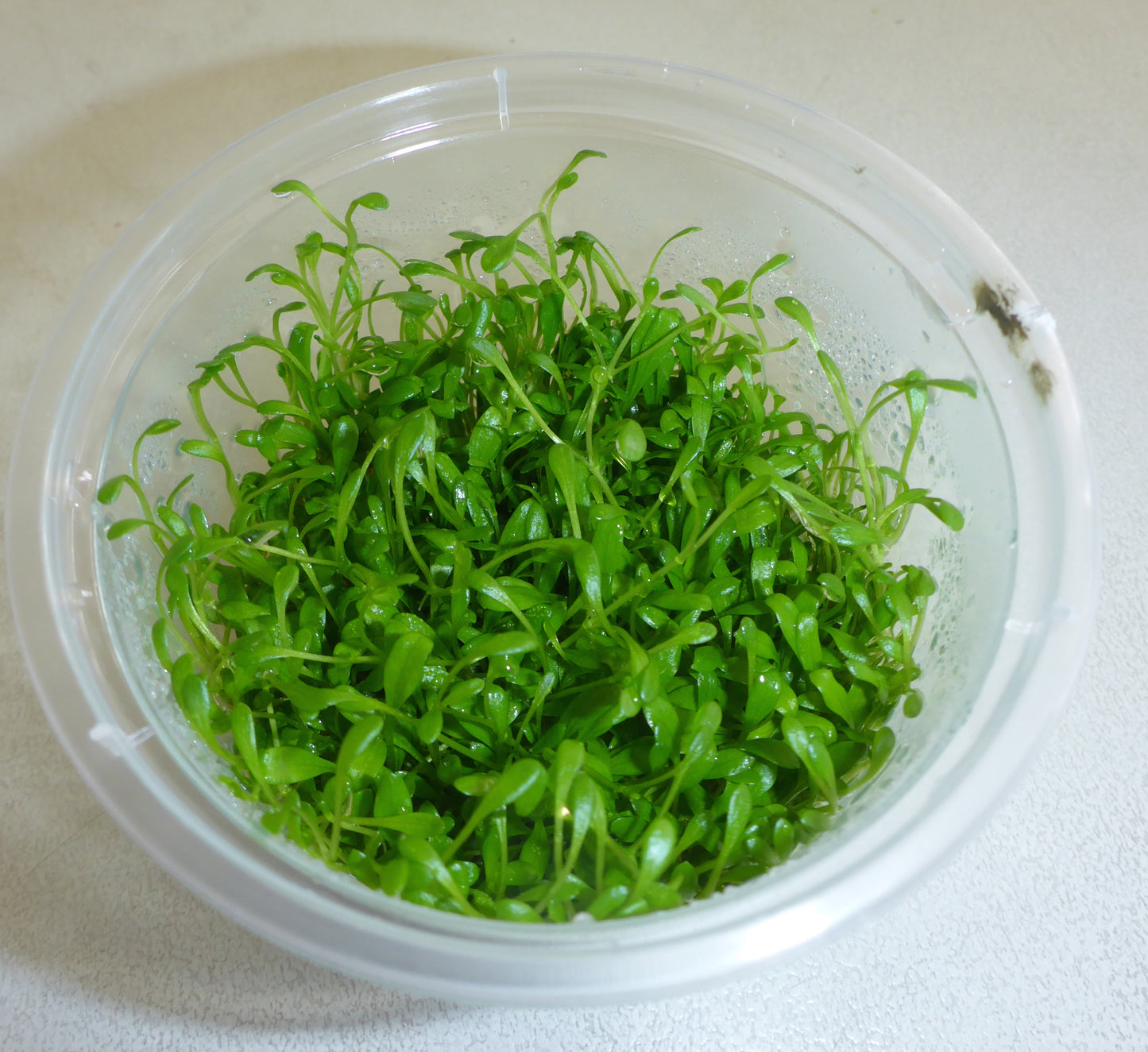 Live Plant Glossostigma Elatinoides Tissue Culture Pot