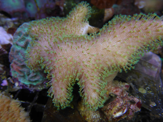 Green polyp leather coral medium