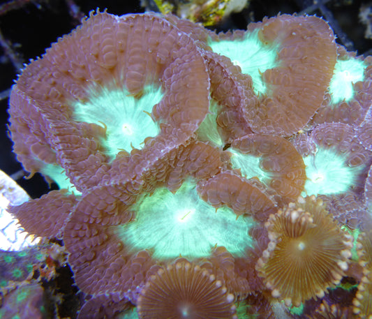 Blastomussa coral