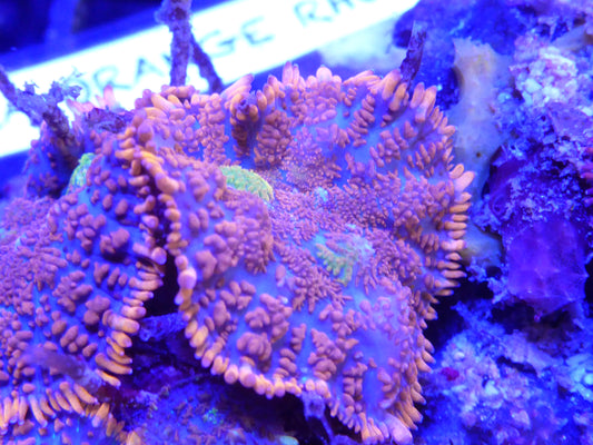 Rhodactis Ultra colours sold per morph ($100.00)