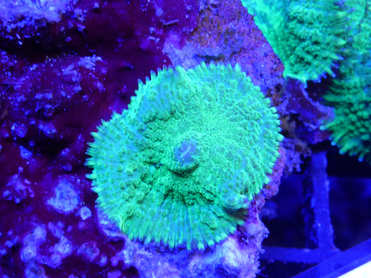 Rhodactis toxic green sold per morph ($12.95)