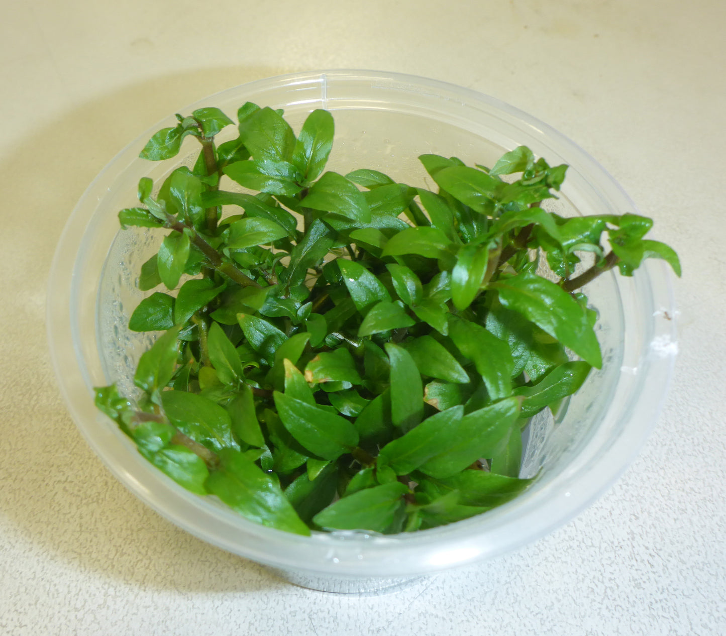 Live plant Staurogene repens tissue culture pot